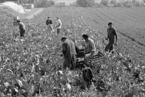 Travailleurs agricoles récoltant des choux-fleurs à Zurich (Fällanden), 1984. ETH Library Zurich, Image Archive / Com_Ex-BA01-0353-0001-0007
